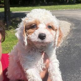 Flora - Red and white female Cockapoo puppy in Connersville, Indiana from MoonShine Babies