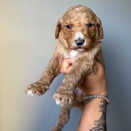 Mango - Red  male Goldendoodle puppy in Smithfield, Kentucky from KBK9 Kennels