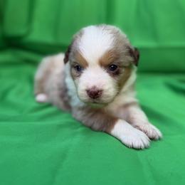 Girl 1 - female Miniature American Shepherd puppy in Plant City, Florida from Osborne & Stormborn FL Kennels