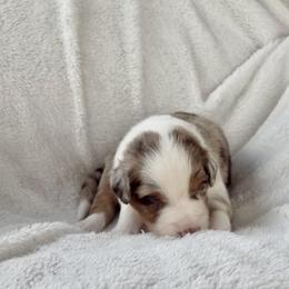 Phoenix - Red merle male Australian Shepherd puppy in Cypress, Texas from Cypress Aussies