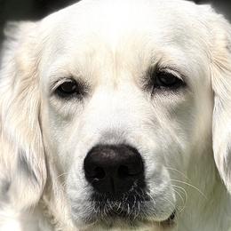 Scarlett - Golden Retriever