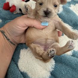 Jelly ( reserved) - Red female Maltipoo puppy in Fredericktown, Missouri from Doodle Pups Fur-Ever