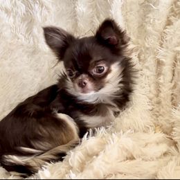 Kiwi - Chihuahua