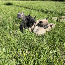 French Bulldog Puppies from Boone County Bulldogs