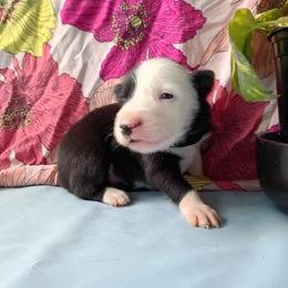 Terra - Black and white female Border Collie puppy in Max, Nebraska from Stag Valley Homestead
