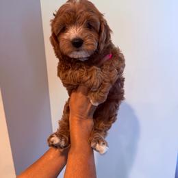 Alexander Hamilton - Apricot male Cavapoo puppy in Payson, Utah from Country Sky Doodles