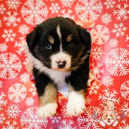 Etta James - Black tri female Miniature Australian Shepherd puppy in Hearne, Texas from Wigglebutts Unlimited