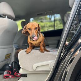 Rose - Dachshund