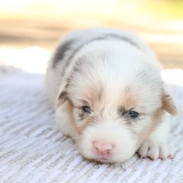 Zenith - Blue merle and white male American Corgi puppy in Plains, Montana from Diamond Corgis