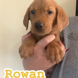 Rowan - Yellow male Labrador Retriever puppy in Lucasville, Ohio from Backwoods Labradors