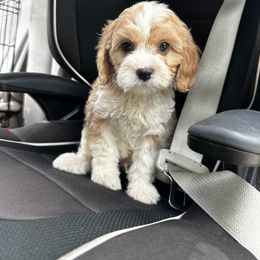 Cavapoo, Cockapoo, Goldendoodle, and Poodle Puppies from Lipscomb Doodles