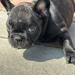 French Bulldog Puppies from Churchill Frenchies