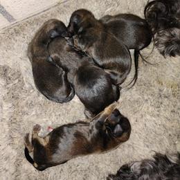 Havanese puppies from Court Jester Havanese and Prissy Diva Russian Salon Dogs