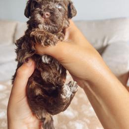 Villa - Phantom male Goldendoodle puppy in Middletown, Ohio from Lady Doodle Farm