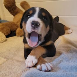 Greater Swiss Mountain Dog and Nederlandse Kooikerhondje Puppies from Ambermoon Kooikerhondje Blackamber Greater Swiss Mountain Dogs