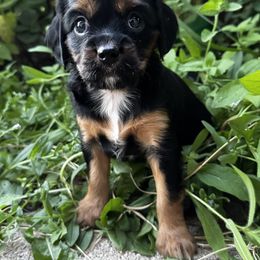 Cavapoo Puppies from Panda Puppies