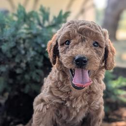 Girl 7 - Red female Australian Labradoodle puppy in Yamhill, Oregon from FitzGerald Kennels