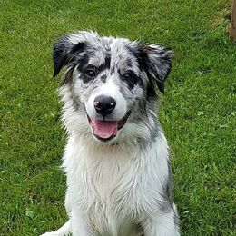 Australian Shepherds from Maple Rum Kennels