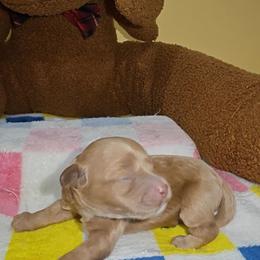 Duke - Cream male Cavapoo puppy in Dallas, Texas from Halo's Heroes Doodles