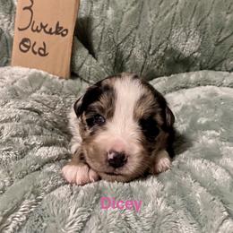 Dicey - Blue merle female Australian Shepherd puppy in Wisconsin Dells, Wisconsin from Nicara kennel