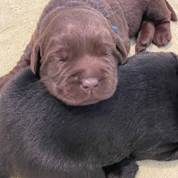 Boy 1 - Chocolate male Labrador Retriever puppy in Hutto, Texas from Texas Bluebonnet Labs