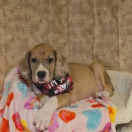Shock - Merle female Great Dane puppy in Caldwell, Idaho from Miner's Dynamic Danes