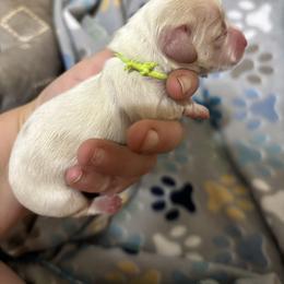 Ernie - Cream male Dachshund puppy in Wichita Falls, Texas from Long Dogs in The Falls