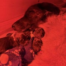 Ms. Lavender - Reddish brown female Leonberger puppy in Cypress, Texas from Magnolia Leos