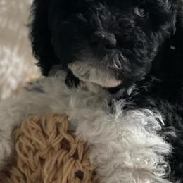Goldendoodles from Golden Pond Doodle’s DFW
