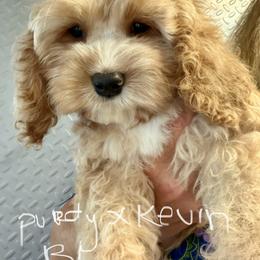Purdy B1 - Golden male Cockapoo puppy in Haines City, Florida from Camic Cockapoos