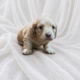 Rhett - 3000 - Chocolate based shaded cream - Cream male Dachshund puppy in Biloxi, Mississippi from Southern Doxies Ms