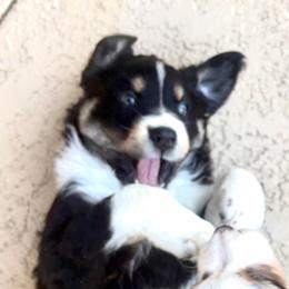 Lance - Black tri-color male Australian Shepherd puppy in Cypress, Texas from Cypress Aussies