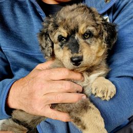 Ruger - male Australian Mountain Doodle puppy in Kimball, Michigan from Perfect Companion Puppies