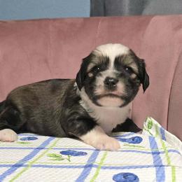 Thursday - Sable male Tibetan Terrier puppy in Dorena, Oregon from West Coast Tibetans