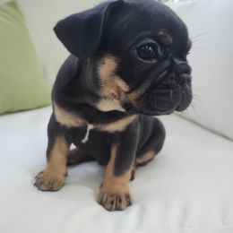 French Bulldog Puppies from Edna's Homegrown Frenchies