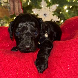 Clove - Black male Goldendoodle puppy in Greenville, South Carolina from Law Doodles of SC