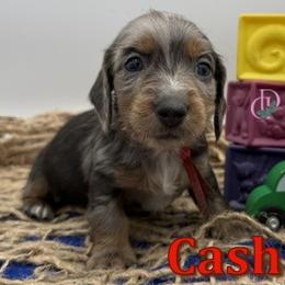 Cash - Blue and tan male Dachshund puppy in Waseca, Minnesota from Dragonfly Doxies