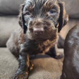 Light Blue - Liver male Boykin Spaniel puppy in Midland, Michigan from Ives Heritage Homestead