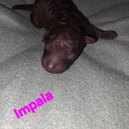 Impala - Brown and white female Aussiedoodle puppy in Loveland, Colorado from A&L Ranch Aussiedoodles