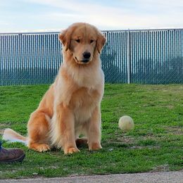 Golden Retrievers from Priderock Golden Retrievers