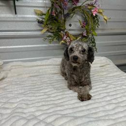 Ella - Silver female Poodle puppy in Elgin, South Carolina from Silver Bells Paw Prints