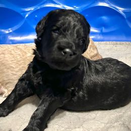 Yarrow - Merle male Goldendoodle puppy in Kansas City, Missouri from Beary GoldenDoodles