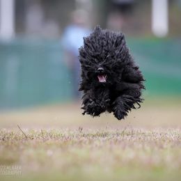 Puli All Grown Up from Bowmaker Pulik