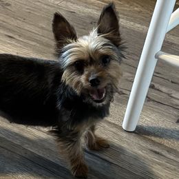 Yorkshire Terriers from Gone to the Dogs Kennel