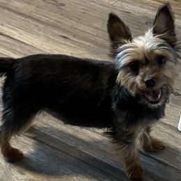 Yorkshire Terriers from Gone to the Dogs Kennel