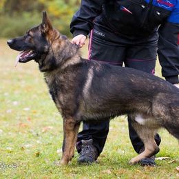 Armo - German Shepherd