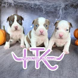 American Bully Puppies from High Top Kennels