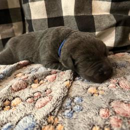 Blue- Charcoal - Charcoal male Dilute Retriever puppy in Marion, Illinois from Summer Lovin’ Labradors of Southern Illinois