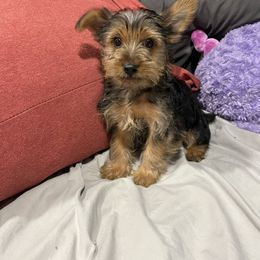 Yorkshire Terrier puppies from Desert skyes weims