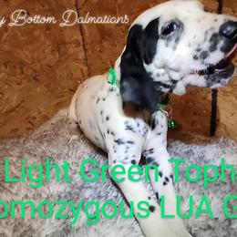 Dalmatian Puppies from Spotty Bottom Dalmatians